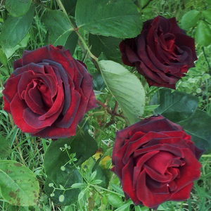Тъмно червен - Чайно хибридни рози 